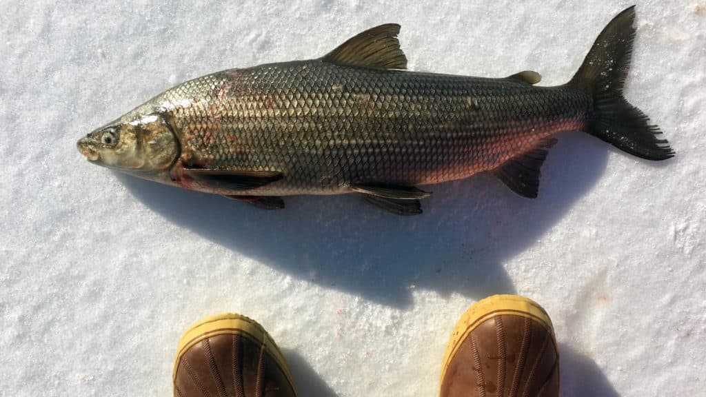 Traditional Spearing Lake Whitefish Through The Ice Modern Carnivore