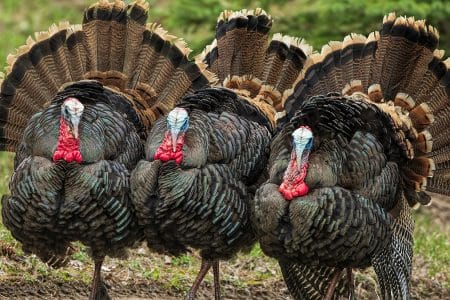 Archery Hunting Turkeys by Matt Wellls on Modern Carnivore